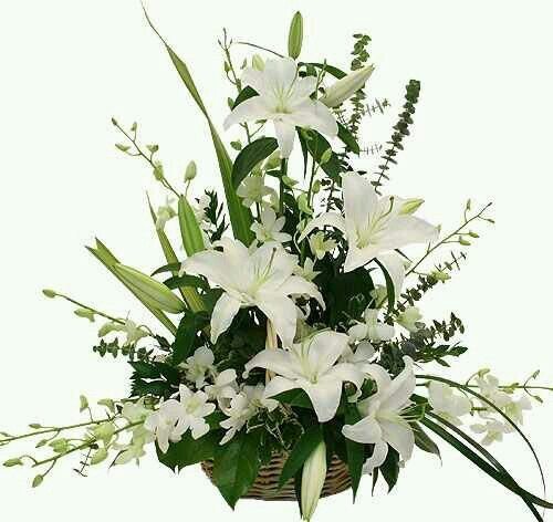 Esencia Blanca